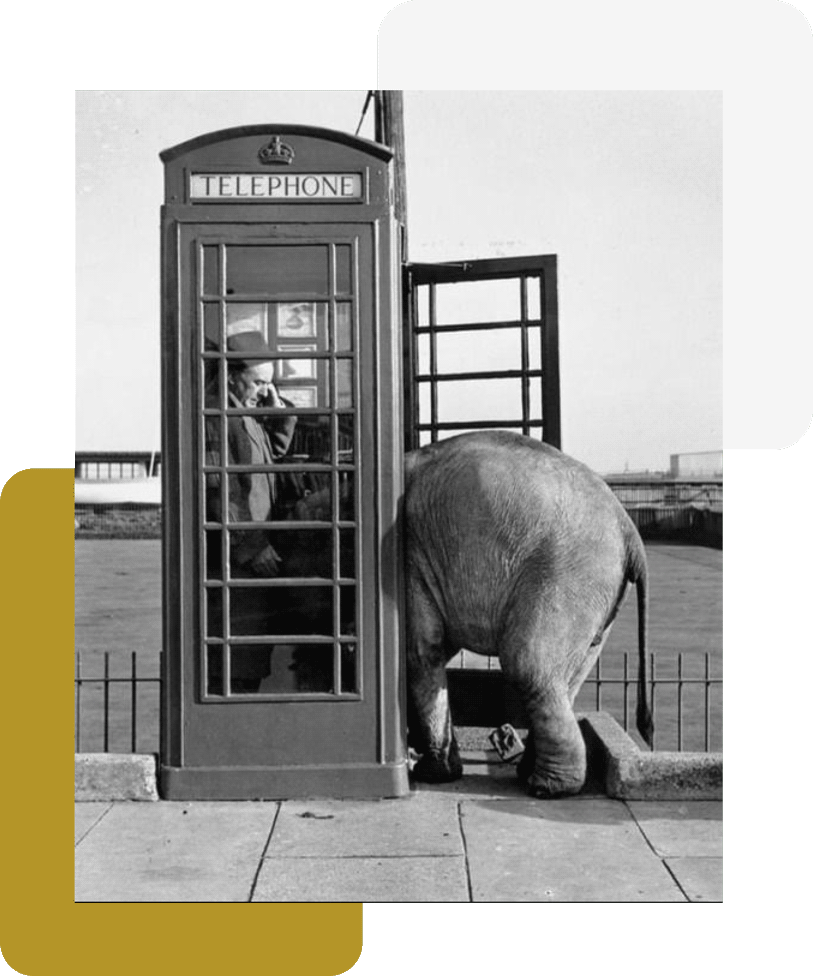 Éléphant dans une cabine téléphonique