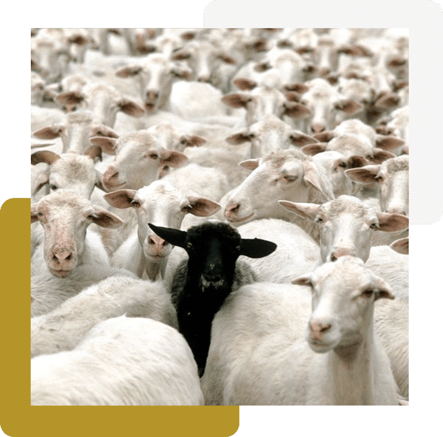 Mouton noir au milieu d'un groupe de moutons blancs